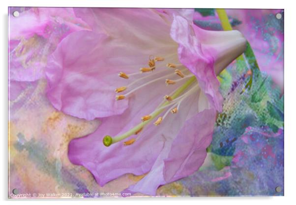 A single rhododendron flower Acrylic by Joy Walker