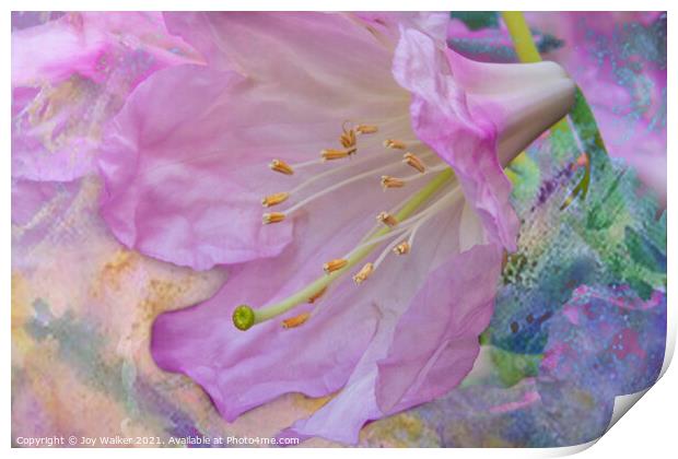 A single rhododendron flower Print by Joy Walker