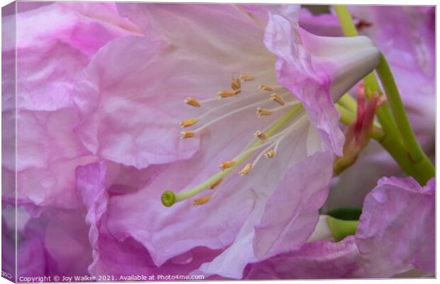 A close-up of a rhododendron flower and stamens Canvas Print by Joy Walker