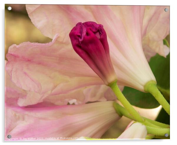 Rhododendron bud, Acrylic by Joy Walker