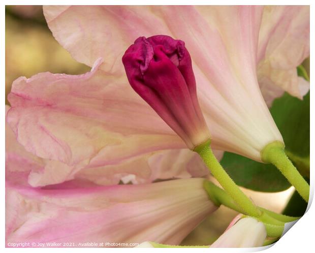 Rhododendron bud, Print by Joy Walker
