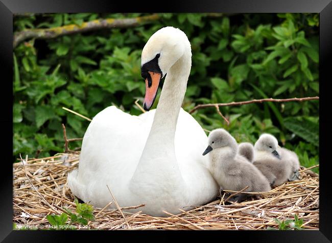 Swan and young cygnets at Abbotsbury Framed Print by Rosie Spooner