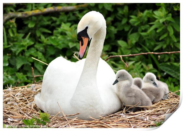 Swan and young cygnets at Abbotsbury Print by Rosie Spooner