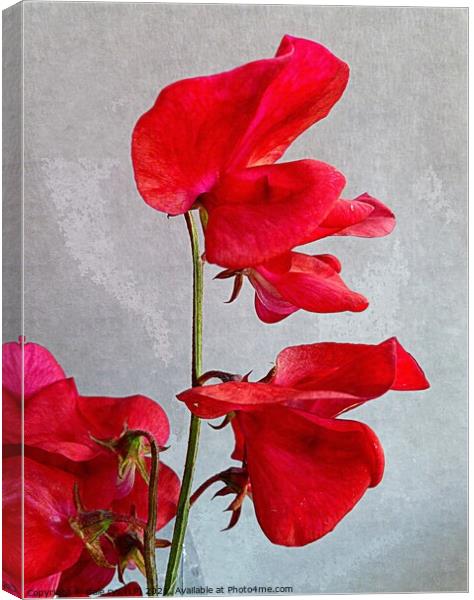 IN RED Canvas Print by dale rys (LP)