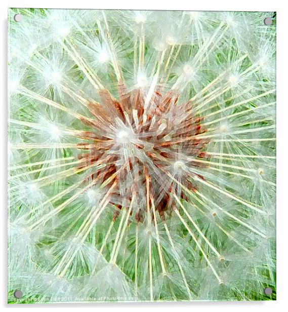 Dandelion Seed Head Acrylic by Lynn Bolt
