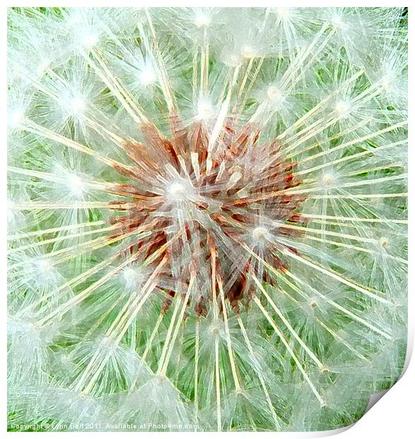 Dandelion Seed Head Print by Lynn Bolt