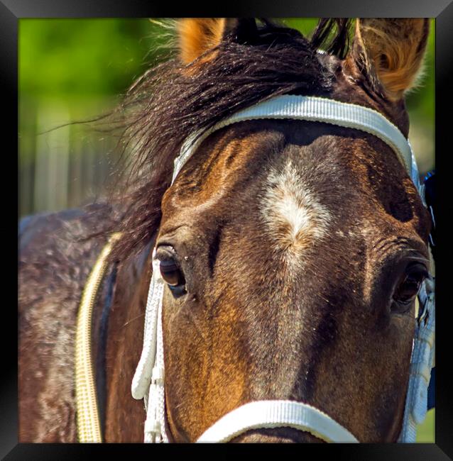 Portrait of a thoroughbred horse. Framed Print by Mikhail Pogosov