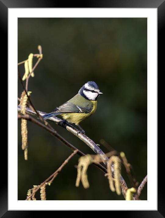BLUE TIT Framed Mounted Print by Anthony R Dudley (LRPS)
