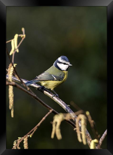 BLUE TIT Framed Print by Anthony R Dudley (LRPS)
