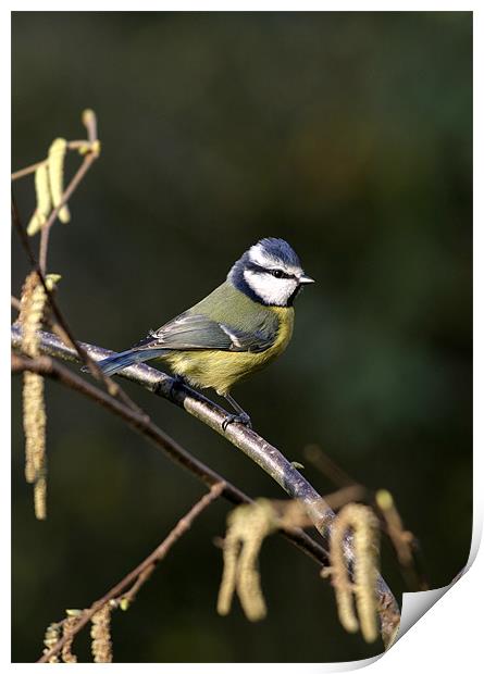 BLUE TIT Print by Anthony R Dudley (LRPS)