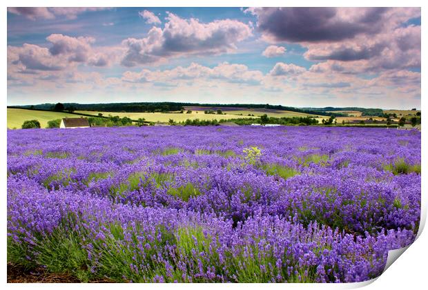 Lavender field in the Cotswolds Print by Susan Snow