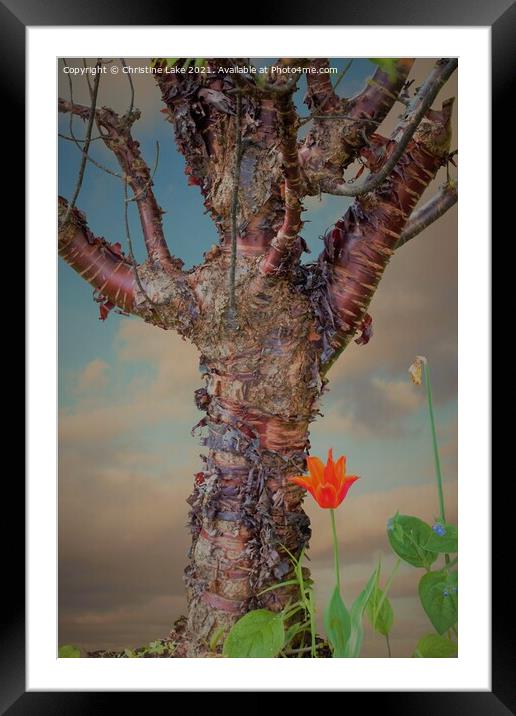 Enchanted Framed Mounted Print by Christine Lake