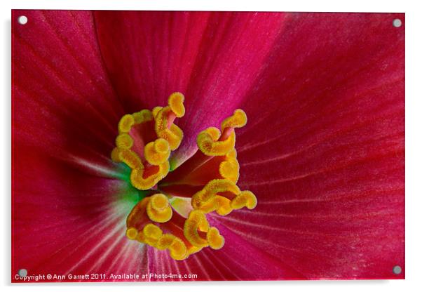 Begonia Abstract Acrylic by Ann Garrett