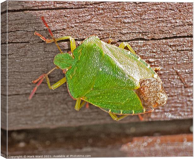 Common Green Capsid Bug. Canvas Print by Mark Ward