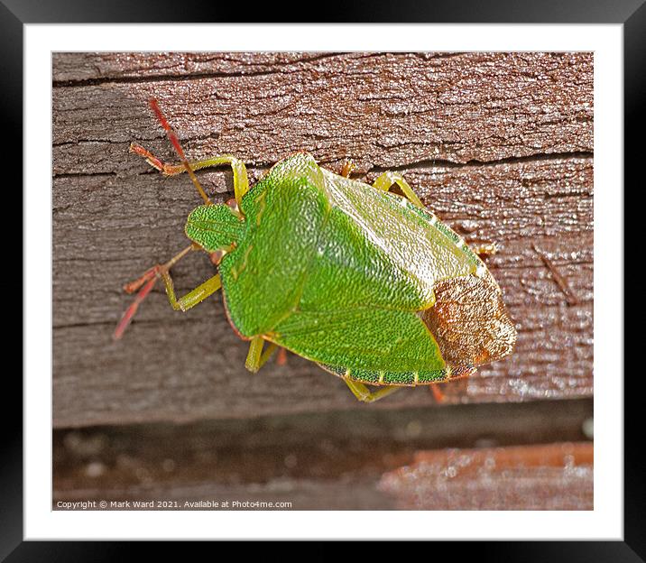 Common Green Capsid Bug. Framed Mounted Print by Mark Ward