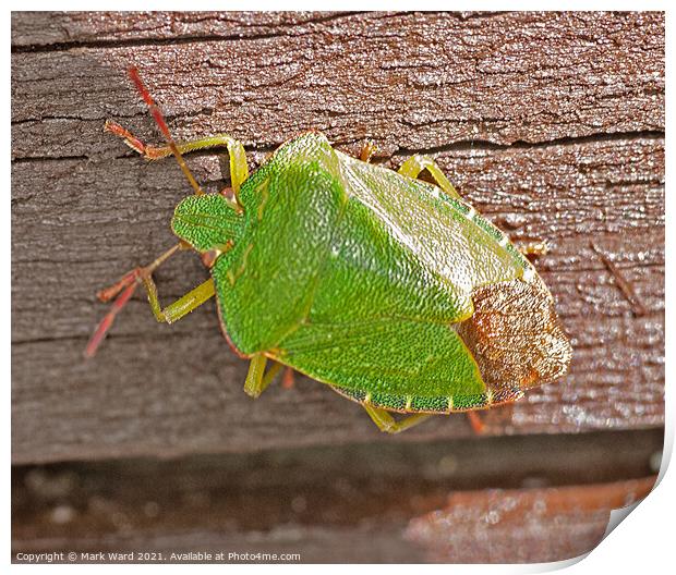 Common Green Capsid Bug. Print by Mark Ward