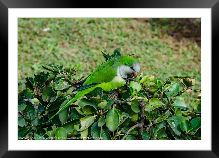 Green parrot Framed Mounted Print by Maria Vonotna