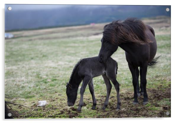 Icelandic horses Acrylic by detlef klahm