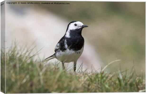 Pied Wagtail Canvas Print by Kevin White