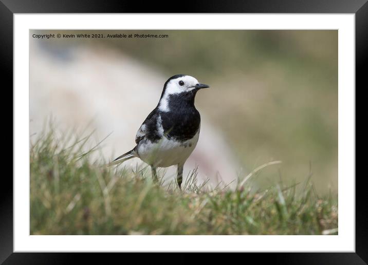 Pied Wagtail Framed Mounted Print by Kevin White