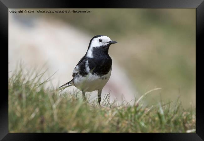 Pied Wagtail Framed Print by Kevin White