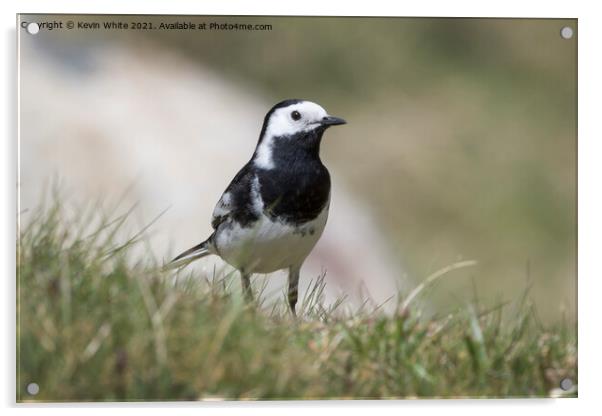 Pied Wagtail Acrylic by Kevin White