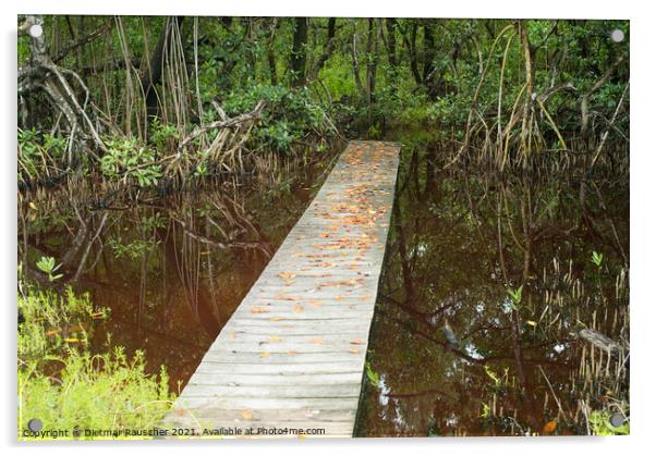 Boardwalk over a Pond in the Everglades, Florida Acrylic by Dietmar Rauscher