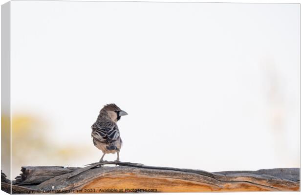 Social Weaver Bird Sitting on Branch Canvas Print by Dietmar Rauscher