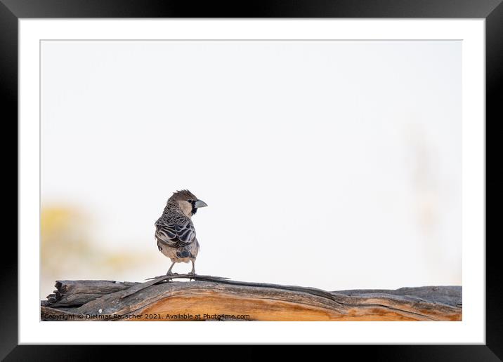 Social Weaver Bird Sitting on Branch Framed Mounted Print by Dietmar Rauscher