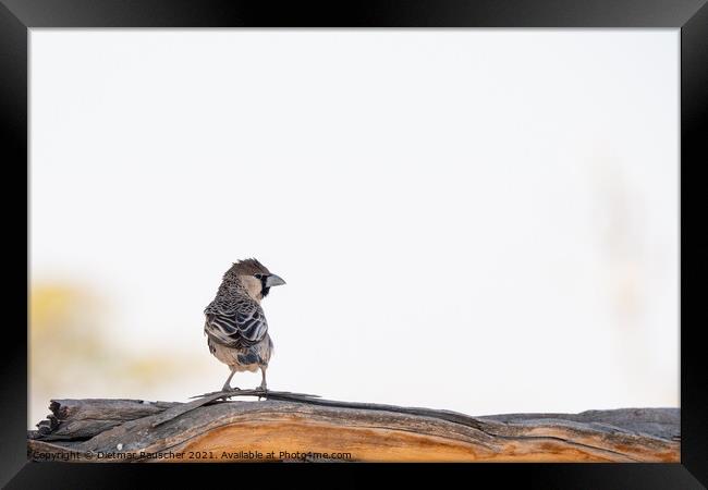 Social Weaver Bird Sitting on Branch Framed Print by Dietmar Rauscher