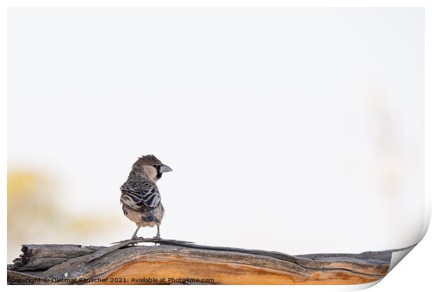 Social Weaver Bird Sitting on Branch Print by Dietmar Rauscher