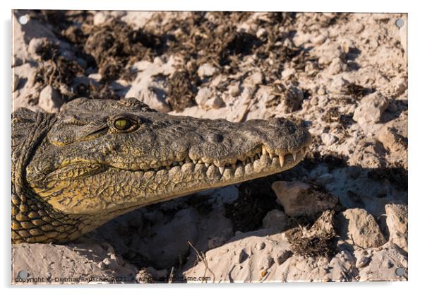 Nile Crocodile Head Close Up Acrylic by Dietmar Rauscher