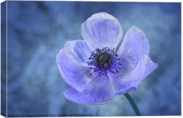 Blue Anemone Canvas Print by Alison Chambers