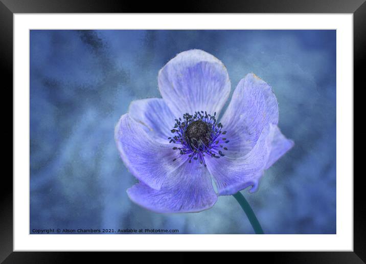 Blue Anemone Framed Mounted Print by Alison Chambers