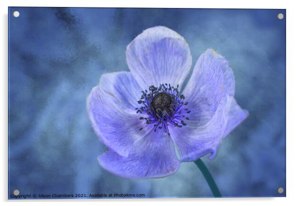 Blue Anemone Acrylic by Alison Chambers