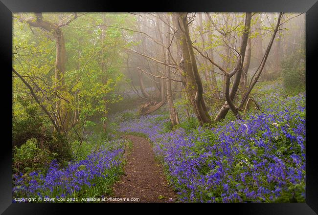 Bluebell Pathway Framed Print by Dawn Cox