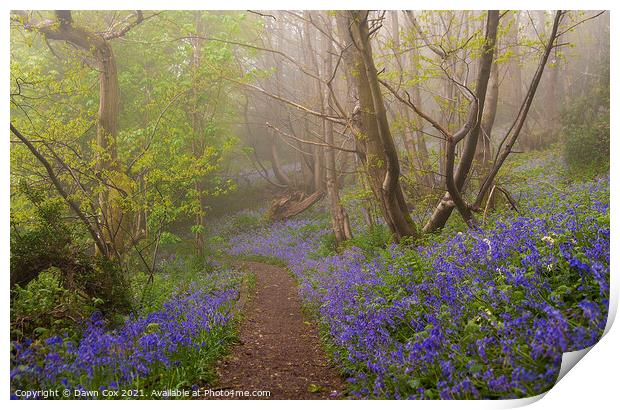 Bluebell Pathway Print by Dawn Cox