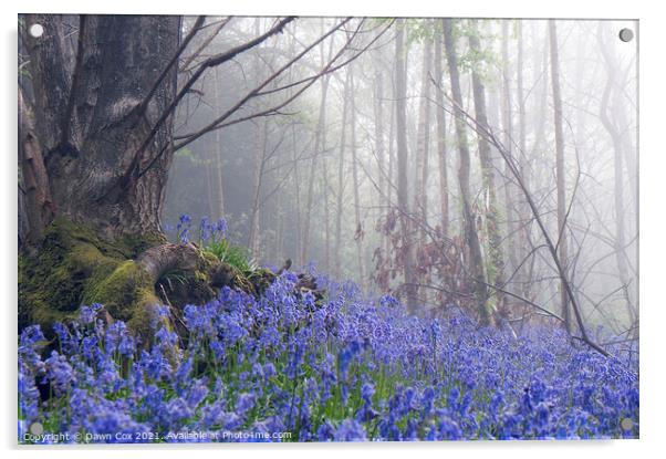 Beautiful Bluebell Wood Acrylic by Dawn Cox