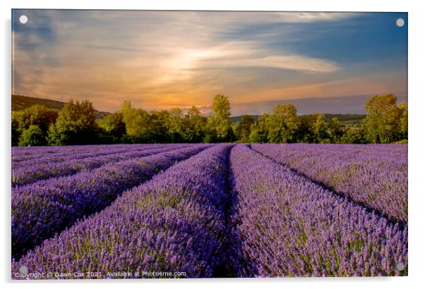 Lavender Field Acrylic by Dawn Cox