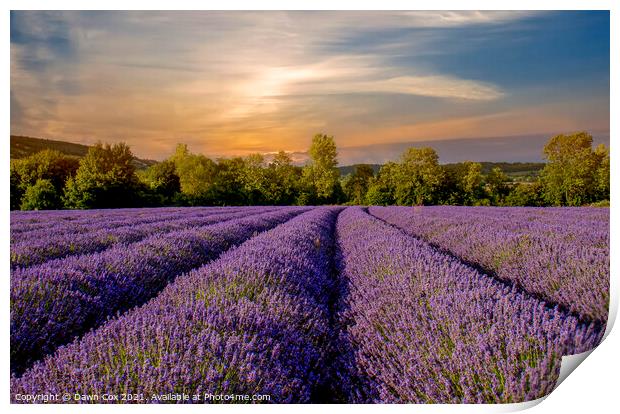 Lavender Field Print by Dawn Cox