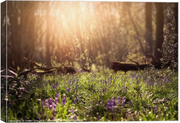 Spring Bluebell Woods Canvas Print by Dawn Cox