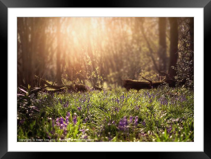 Spring Bluebell Woods Framed Mounted Print by Dawn Cox