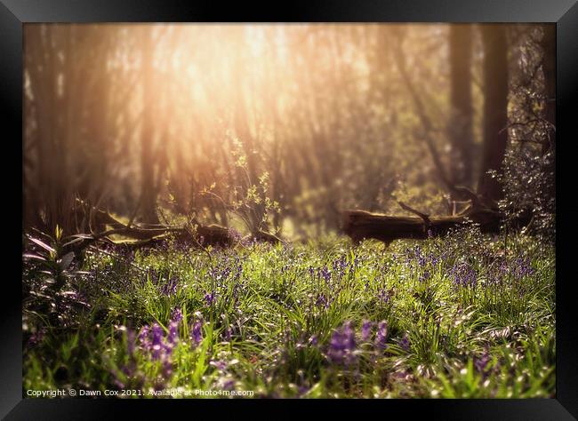 Spring Bluebell Woods Framed Print by Dawn Cox