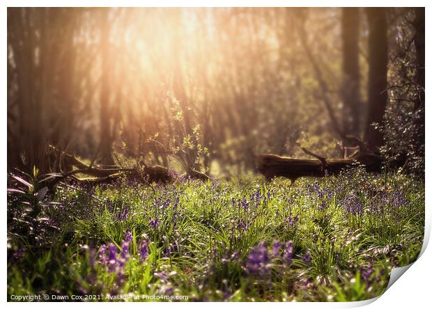 Spring Bluebell Woods Print by Dawn Cox