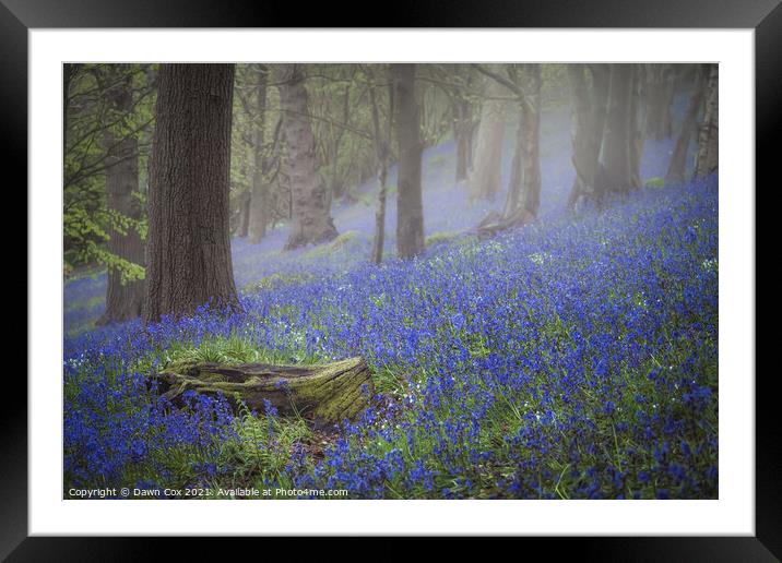 Tranquil bluebell woodland Framed Mounted Print by Dawn Cox