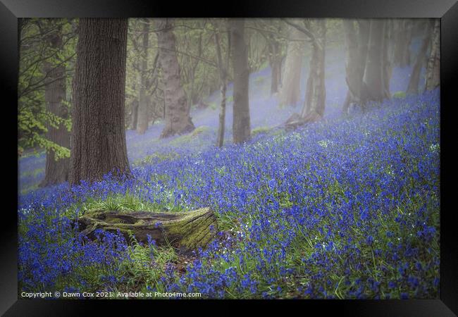 Tranquil bluebell woodland Framed Print by Dawn Cox