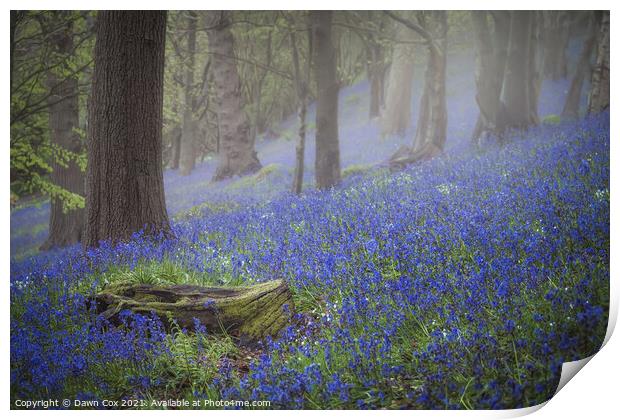 Tranquil bluebell woodland Print by Dawn Cox