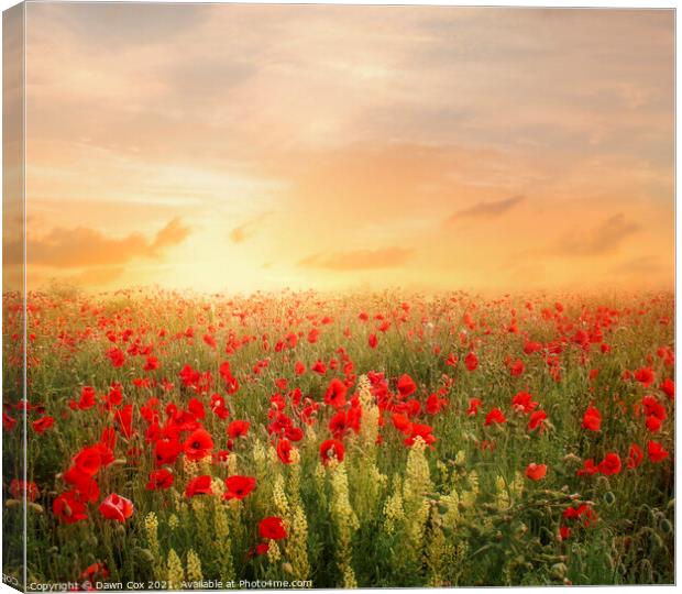 poppy field lovely light  Canvas Print by Dawn Cox