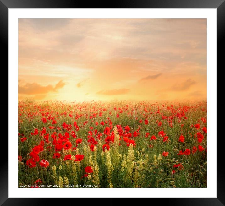 poppy field lovely light  Framed Mounted Print by Dawn Cox