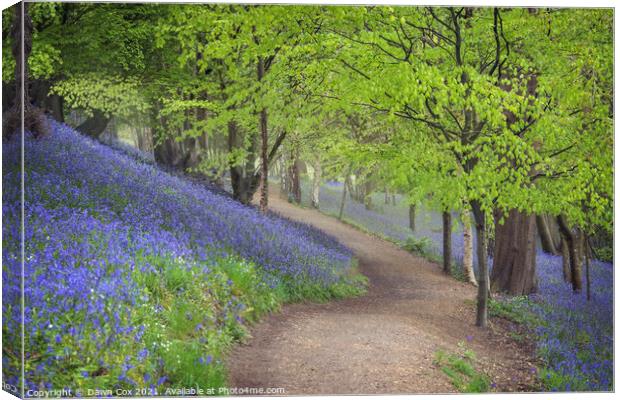 Bluebell woodland walk  Canvas Print by Dawn Cox